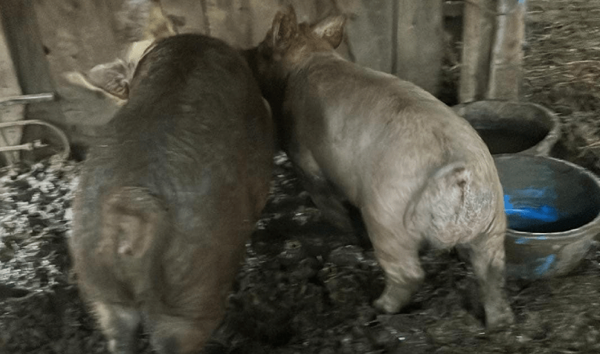 Chasing A Dream Hog Farm