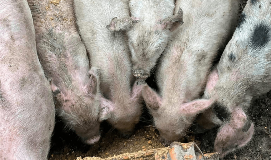 Chasing A Dream Hog Farm